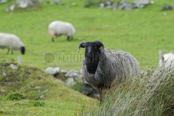 Shetland Sheep Galway County Connemara