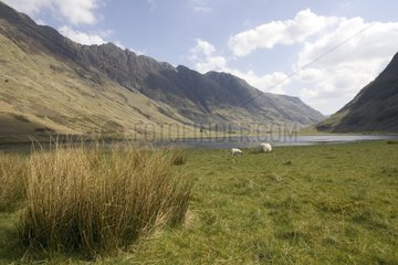 Sheep grazing in a Highlands landscape Scotland UK