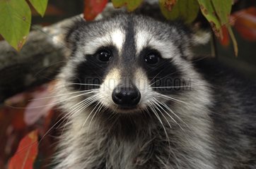 Raccoon watching on a tree Montevallo Alabama