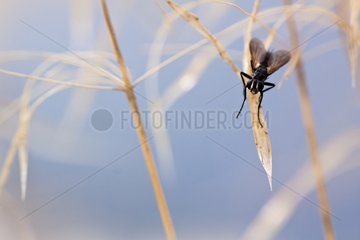 Tachinid Fly on Spikelet - Verdon France