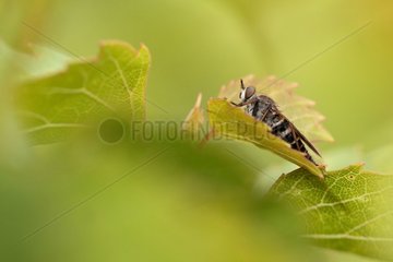 Common Awl Robberfly on a leaf - France