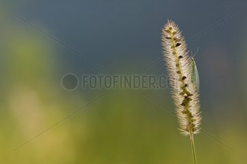 Green lacewing on an ear - France