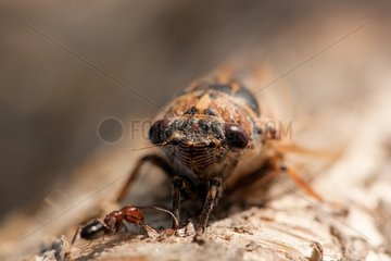 Common Cicada and Ant - France