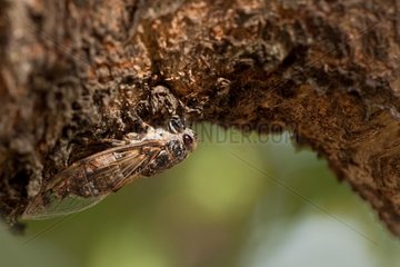 Common Cicada on bark - France