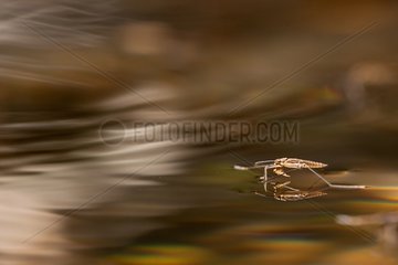 Common Pond Skater capturing a small Fly - Cevennes France