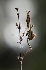 Conehead mantis larva on stem - France