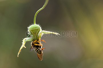 Crab Spider female capturing a wild bee - France