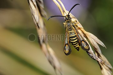 Six-belted Clearwing on an ear- Vosges France