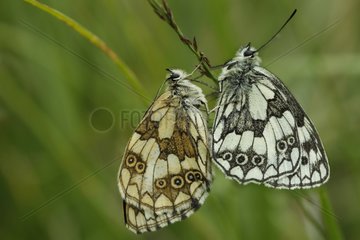 Marbled White mating - Vosges France