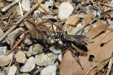 Spider Wasp chasing a Wolf Spider - Vosges France