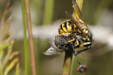 Common wasp decapitating a Fly - Vosges France