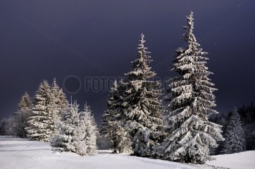 Fir altitude in winter - Vosges France