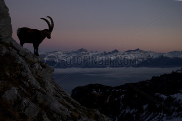 Silhouette of Alpine Ibex (Capra ibex) male at dusk  Alps   Switzerland.