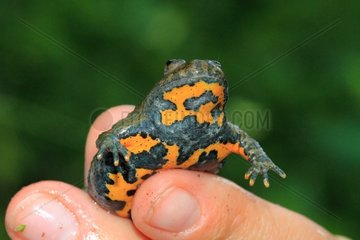 Yellow-bellied Toad (Bombina variegata) hanging. France