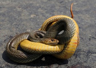 Aesculapian snake (Elaphe longissima) crushed by a car  Danube Delta  Romania