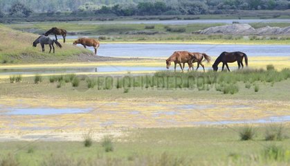 Herd of horses in the Delta  Danube Delta  Romania