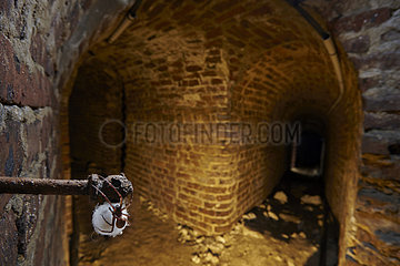 Cave Spider (Meta menardi) and cocoon in underground  France