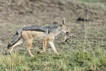 Kenya  Masai-Mara game reserve  black-backed jackal (Canis mesomelas)
