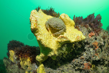Sponge crab (Dromia personata) on Sponge around the island of Oléron  Atlantic Ocean  France