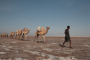 Camel caravan carrying salt from the mines in Danakil  Ethiopia