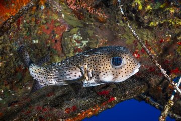 Longspined porcupinefish (Diodon holocanthus)  Reunion Island  Indian Ocean