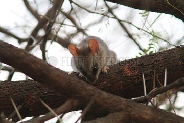 Black-tailed tree rat (Thallomys nigricauda) on a branch