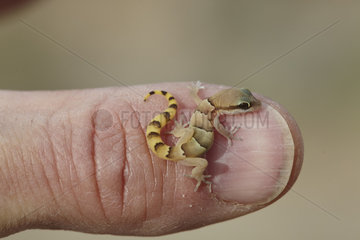 Latifi's Dwarf Gecko (Micro Gecko latifi) on a finger. Zagros Mountains  Province of Ilam  Iran