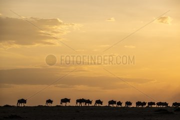 Kenya  Masai-Mara game reserve  wildebeest (Connochaetes taurinus)  herd at sunset
