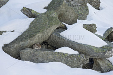 Mountain hare (Lepus timidus) moulting winter in the snow  Valais Alps   Switzerland.