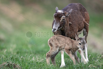 European mouflon (Ovis orientalis musimon) female and young  Valais Alps  Switzerland.