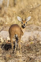 Botswana  Chobe national park  Savuti area  steenbok (Raphicerus campestris)