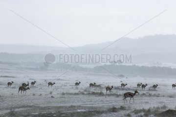 Kenya  Masai-Mara game reserve  Thomson's gazella (Gazella Thomsonii)  herd under the rains