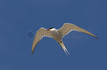 Arctic tern (Sterna paradisaea) in flight  Shetland