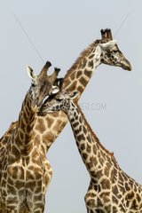 Kenya  Masai-Mara Game Reserve  Girafe masai (Giraffa camelopardalis)