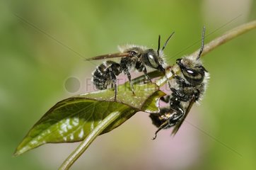 Blue Mason Bee (Osmia caerulescens) male on reproductive area  Northern Vosges Regional Nature Park  France