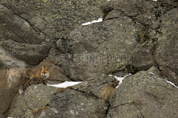 Red fox (Vulpes vulpes) walking on rock in winter