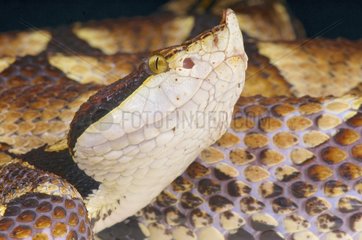 Portrait of Hundred pace viper (Deinagkistrodon acutus)