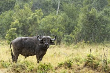 Kenya  Masai-Mara game reserve  buffalo (Syncerus caffer)  under the rain