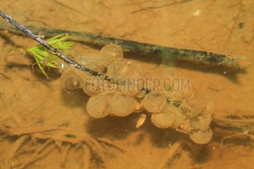 Eggs of Yellow-bellied Toad (Bombina variegata) in water. France
