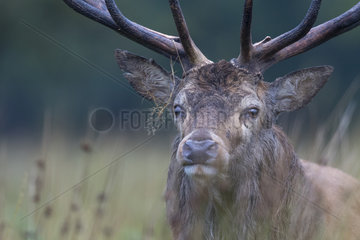 Red deer (Cervus elaphus) head details in Autumn  England