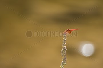 Scarlet Dragonfly (Crocothemis erythraea) asked male Tafraoute Region - Morocco