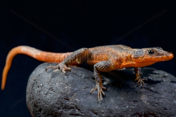 Platysaurus janssoni  Red Rock lizard  Botswana
