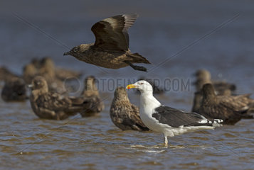 Great black-backed gull (Larus marinus) standing in water with Great Skuas (Stercorarius skua)  Shetland