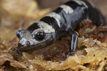 Portrait of Marbled salamander (Ambystoma opacum)