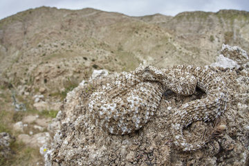 Spider-tailed horned viper (Pseudocerastes urarachnoides) on rock  Zagros Mountains  Ilam Province  Iran