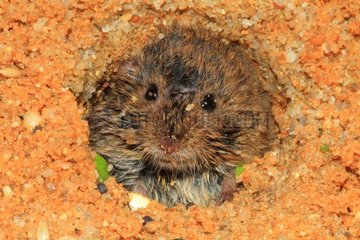 Common vole (Microtus arvalis)  young
