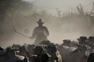 Traditional Cavaliero and his cattle in the dust  Llanos  Venezuela