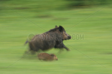 Eurasian wild boar (Sus scrofa) female and young running  Ardennes  Belgium