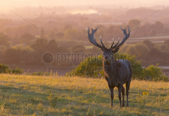 Red deer (Cervus elaphus) Stag standing in a meadow at sunset in Autumn  England
