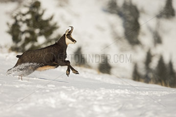 Alpine chamois (Rupicapra rupicapra) running in snow  Jura  Switzerland.